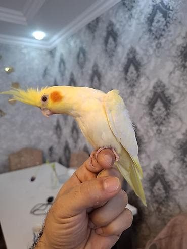 satdig quslar: Salam. sari sirin karella balasi satilir. oz qusumun balasidi — 10