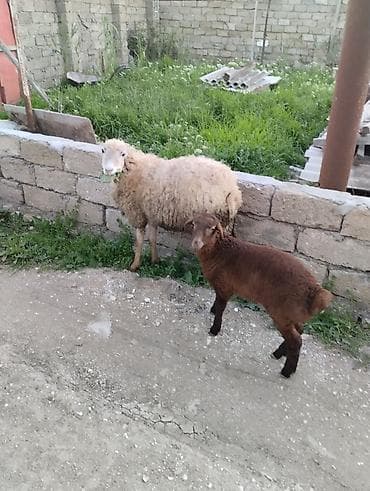 qoçlar: Qoyun və quzu dəsti cavan yeyimcil qoylundu 1ci qarındı quzu 1ay — 3