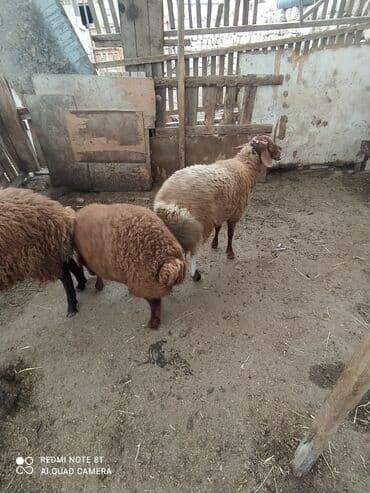 qala sortu: 2 dənə ERKƏY quzular satılır tərəzinən 8, 50 KÖK QUZULARDI ÜNVAN — 2