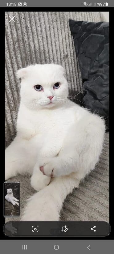 Собаки: Шотладская вислоухая — 1