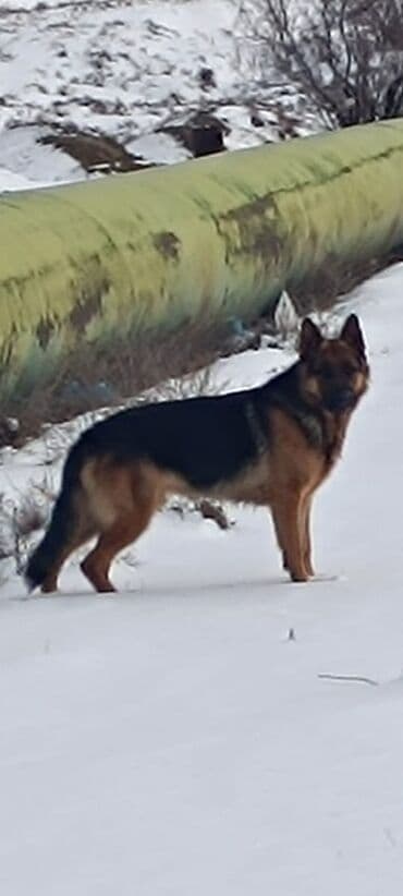 cane corso qiymeti: Alman çoban iti, 2 il, Erkek, Sənədli — 7