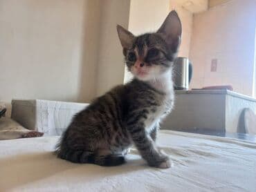 bala pişik adları: Tabbi, Yaxşı əllərə — 7