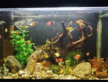 купить аквариум: Dördbucaq akvarium, Balıqlarla birlikdə, 120 l, Ödənişli çatdırılma — 1