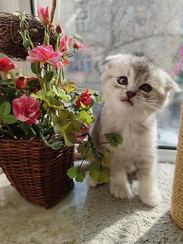 hamster satış: Şinşilla, Dişi, Yaxşı əllərə, Ünvandan götürmə — 5