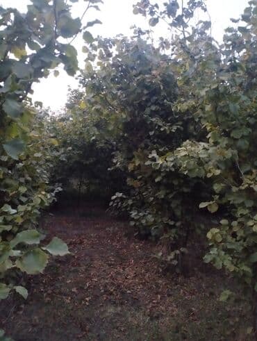 Çəngəllər: Fındıq bağçası – intensiv əkilili, səliqəli cərgələr vatsa əlaqə — 9