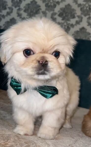 Pekines, 2 ay, Dişi, Peyvəndli, Ünvandan götürmə