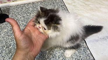 erkey pisik adlari: Sfinks — 9