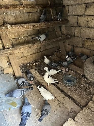 Salam olsun quşlar tərgizilir hoptum 140 manat cutdə var iclerinde