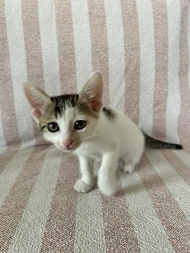akvarium baliq bazari: Sevimli bala pişik – ağ və boz naxışlı, böyük qulaqlı, yaşıl gözlü — 3