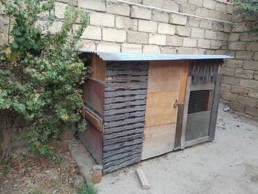 göyercin yuvası: Quşxana dekor taxtalardan yığılıb. Eni 1.08 uzunu 1.85 — 2