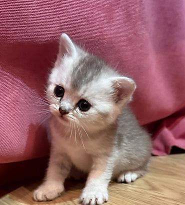 van pişik: Britan — 2