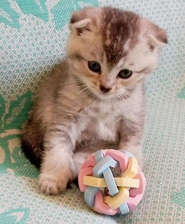Scottish Fold balaları - Cins: Scottish Fold (bükük qulaqlı) və düz