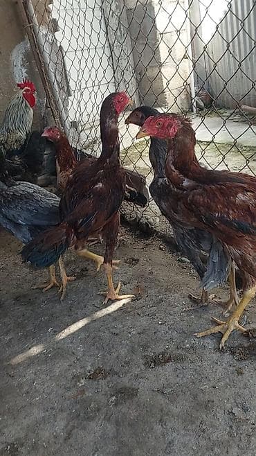 qala cinsi qoyun satilir: Toyuq cücələri, Damazlıq — 2