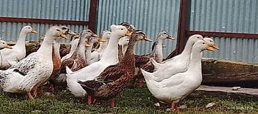 Pekin ördək balaları– qarışıq rəngdə (ağ, boz, qəhvəyi və ləkəli) sürü