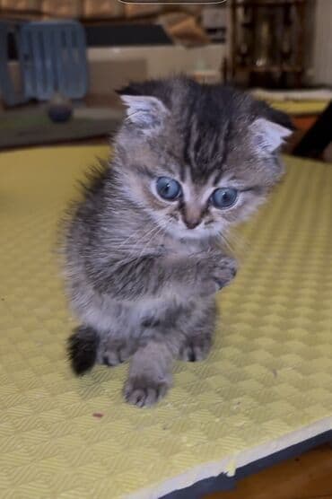 Gəmiricilər: Şinşilla — 1