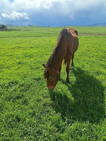 ətlik inək cinsləri: Qəhvəyi rəngli at – kənd təsərrüfatı və minik üçün - Cins: yerli — 4
