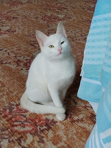 pısık: Türk anqora — 2