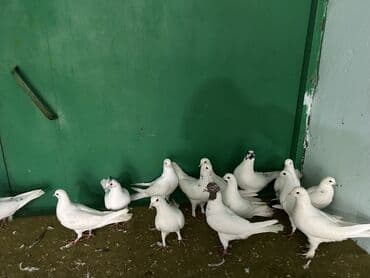 Gəmiricilər: Kom 5 manat 18 quwdu secb gotrmey ferqlidi — 2