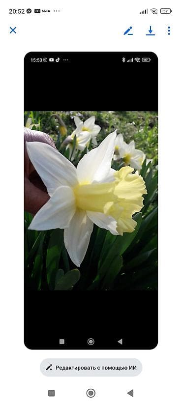 sor: Nərgiz soğanaqları – iriçiçəkli sortlar - Rəng çeşidləri: • Ağ — 1