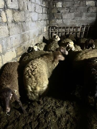 передержка кошек баку: 3 ay bordağ saxlanmış toxlulardı 9 aylıqdır diri çəki 9,50 Azn — 3