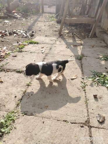 satliq ov itleri berde: 1 ay — 5