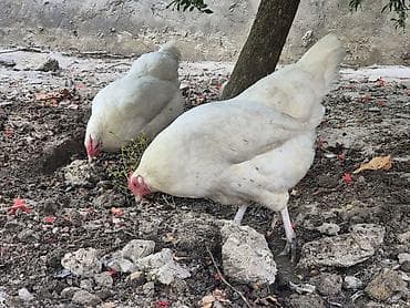 Heyvanlar: Toyuq, Yumurtalıq — 6