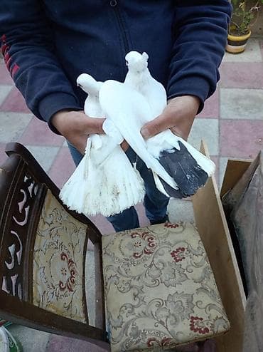 göyerçinlər: Növ: Ev göyərçinləri (şou/uçuş üçün) Rəng: Ağ korpuslu, quyruqda qara — 1