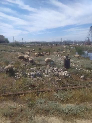 keçi: Qoyunlar, qoçlar — 4