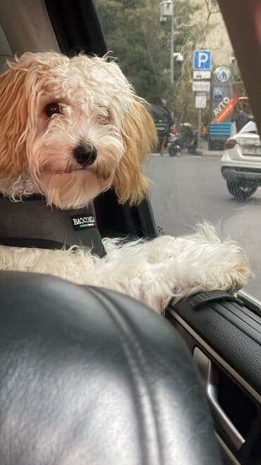 it satişi: Pudel, 7 ay, Erkek, Sənədli, Ödənişli çatdırılma, Ünvandan götürmə — 1