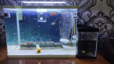 filtir: Balıqlarla birlikdə, 60 l, Ünvandan götürmə — 1