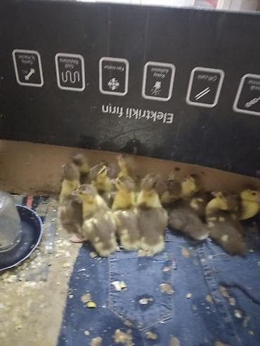 Yemlər: Krasadar lal ördək balalarıdır. 10 günlükdürlər.11 ədəddilər .1 ədədi — 3