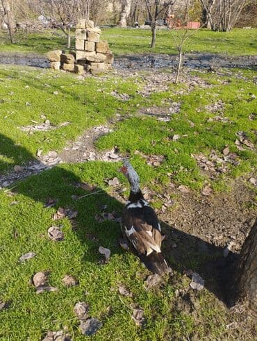 pekin ördək: Salam super damazliq ve kesimlik ucun agir heyvanlardi ag krasnadarlar — 2