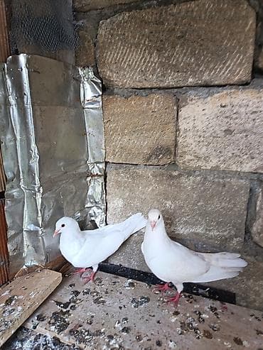balaca ağ itlər: Gütü 5m. Tam saglam heyvanlardi — 1