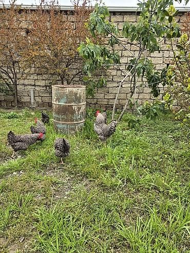 simmental cinsi: Курица, Для разведения — 6