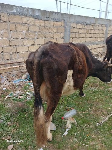 cuce ve xoruz temsili: Tecili sok sok qimete inek satilir tecilisagilir 6 litir sudu var — 6