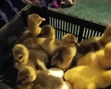 Dişi, Damazlıq, Pulsuz çatdırılma