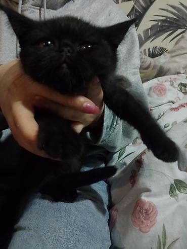 qara pisik sekilleri: Erkək, Ödənişli çatdırılma — 2