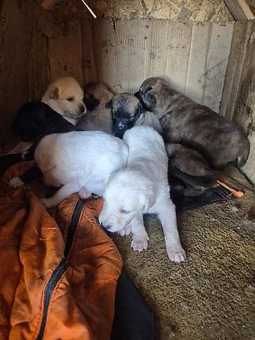 Akvariumlar: Balaca it balaları – müxtəlif rənglərdə və naxışlarda - Bir yuva — 2