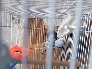 Akvariumlar: Məhsul: Dalmatian naxışlı və mavi-ağ çalarlı dalğıncıq (budgerigar) — 1