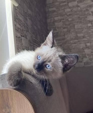 pişik ucun canta: Siam, Erkək, Yaxşı əllərə, Ünvandan götürmə — 3