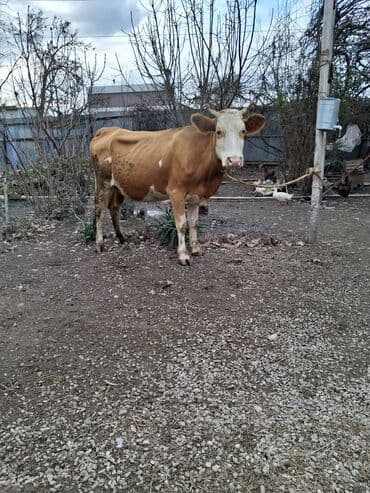 Nissan: 2 ci qarın 8 aylıq boğazdı semetalı melsdi süt 8 9 yaxşı yağlı süt — 4