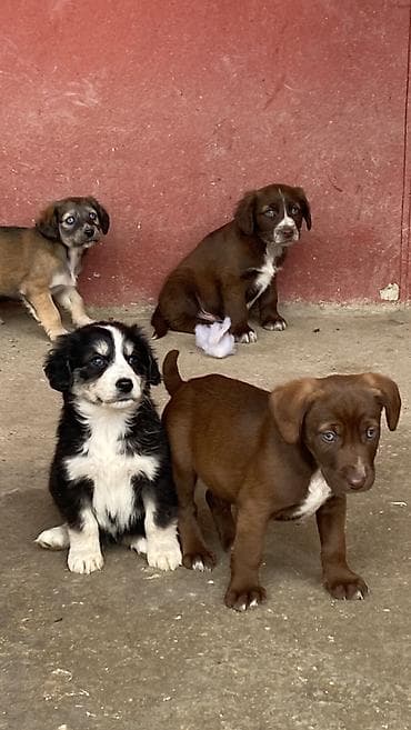 Balıqlar: 2 ay, Dişi, Peyvəndli — 7