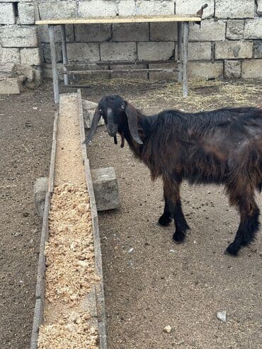 sudlu kecilər: 3 baş təmiz cins hələb keçisi satılır.4-6 aylıqdılar. 1 erkək 2 — 2