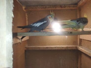 ucuz pitbul: Nimfa tutuquşuları (Cockatiel) – müxtəlif rəng mutasiyaları ilə - — 6