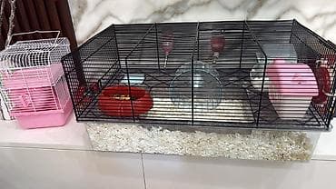 heyvan qirxan: 2 eded hamster (erkek)+2 qefes+yem hamsi bir yerde 55 azn Unvan yeni — 1