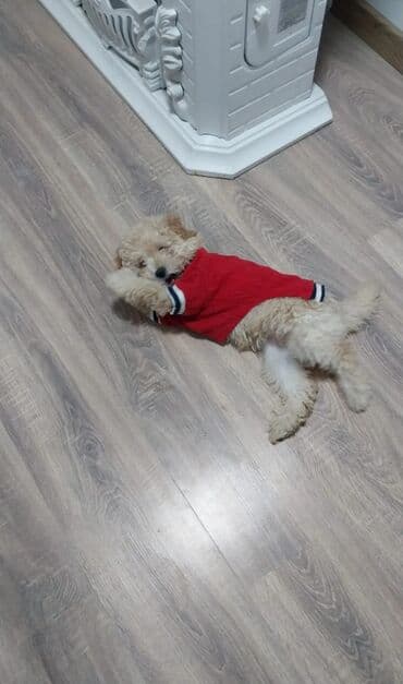 Xaltalar, qayışlar və tasmalar: Tecili Xarice getdiyim ucun satiram sabaha Biletimin vaxdidir — 3