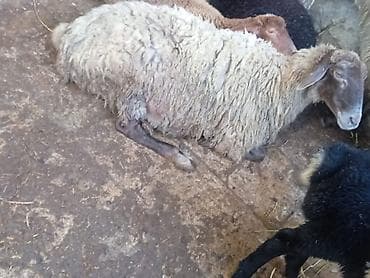 qara mal: 4 aylıq boğaz qoyun, dişləri ağzındadı, 25 kilo ət daşı var, buyrun — 1