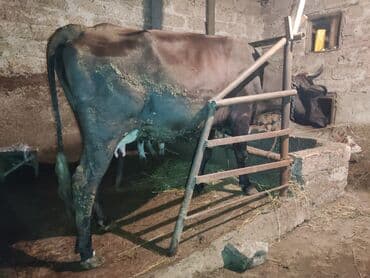 inek satislari: Sağlam inekdir yanvar ayına 3cü qarnı doğacaq — 3