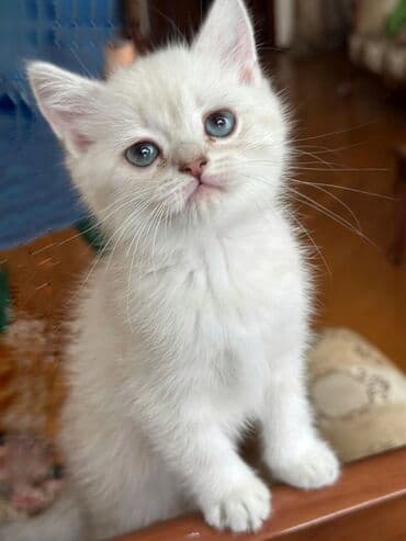 rus mavisi pişik satışı: Britan — 4