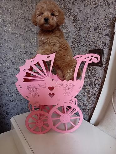 Pudel, 2 ay, Dişi — 8